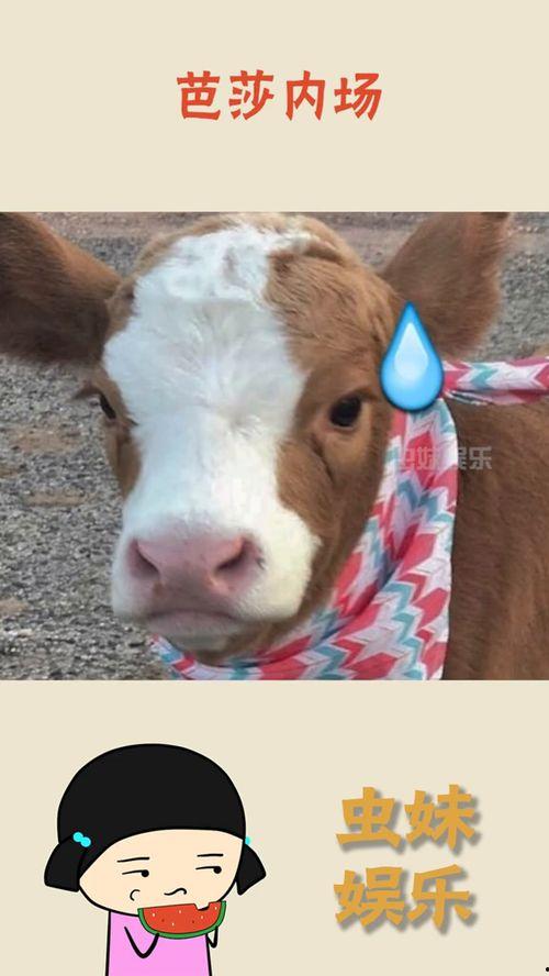 娱乐吃瓜酱抖音相机